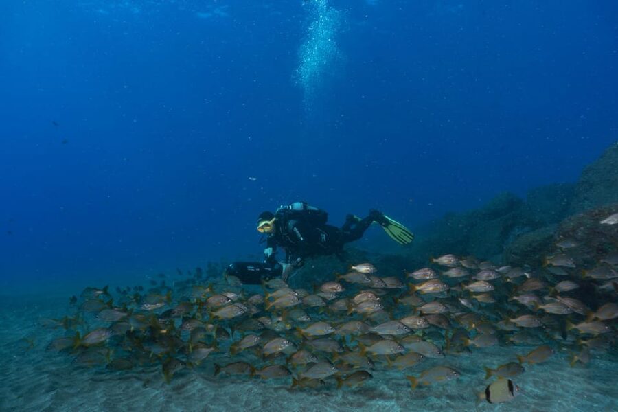 Funchal: DPV- Scooter Dive Adventure - Price and value: is $69 fair for a DPV session?