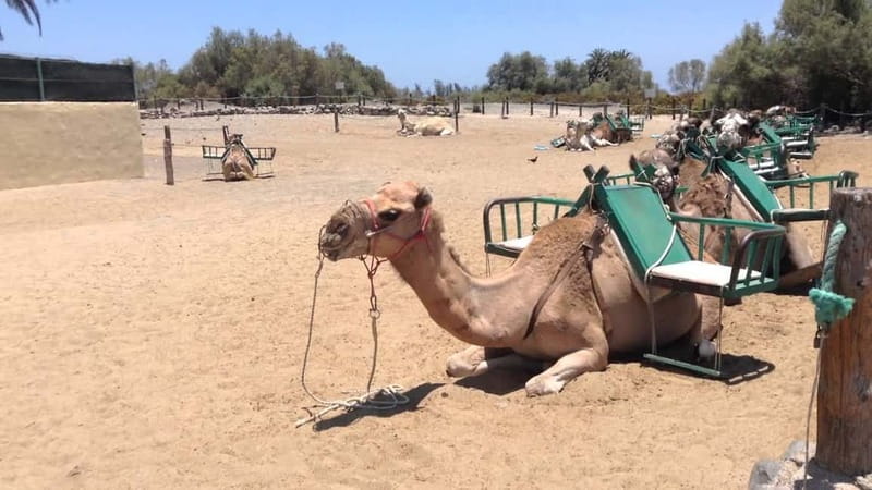Maspalomas: 2-Seater E-Scooter Dunes Tour with Camel - Key highlights at a glance