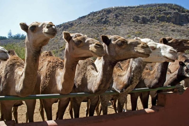 Maspalomas: 2-Seater E-Scooter Dunes Tour with Camel - Golden Dunes of Maspalomas Nature Reserve: The Big Scenic Payoff