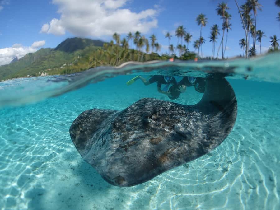 Moorea: Sea Scooter Snorkeling Tour - Key Points That Make This Tour Worth Your Time