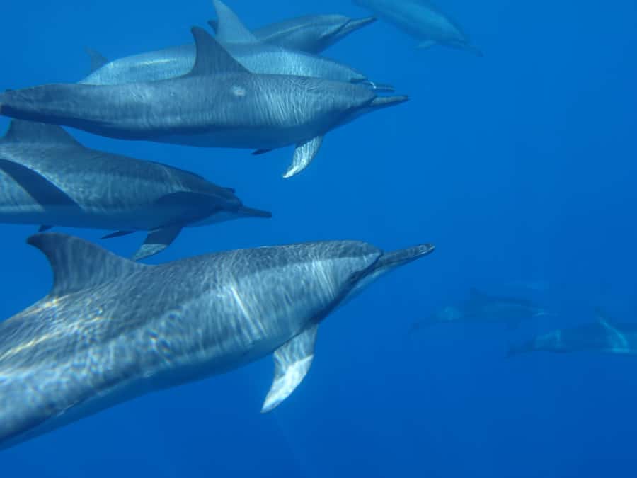 Moorea: Sea Scooter Snorkeling Tour - What You’ll See Underwater: Turtles, Rays, Sharks, and Plenty of Fish
