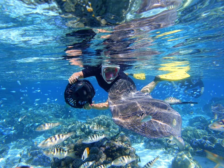 Moorea: Sea Scooter Snorkeling Tour - Guides and Crew: The Difference Between Watching Fish and Learning to Watch Them