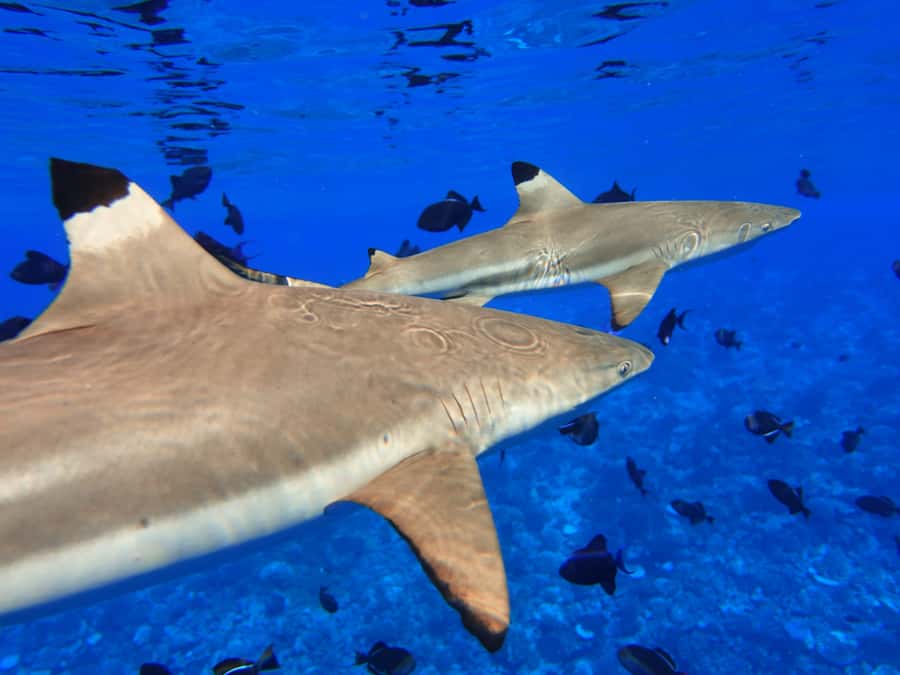 Moorea: Sea Scooter Snorkeling Tour - Equipment, Optional Photos, and the Food Question