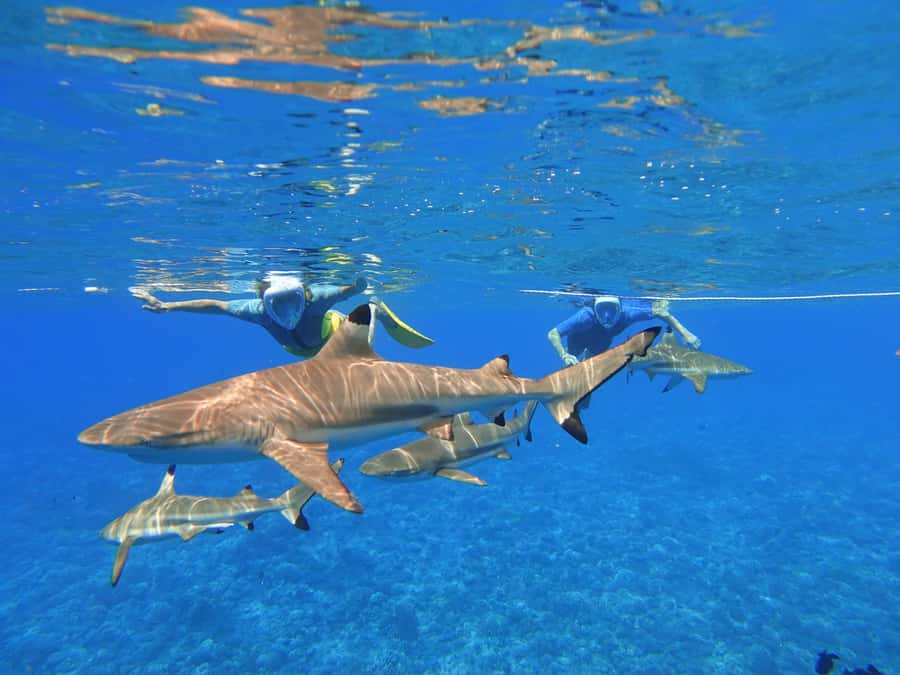 Moorea: Sea Scooter Snorkeling Tour - Quick Decision Help: Should You Book Moorea Water Games?