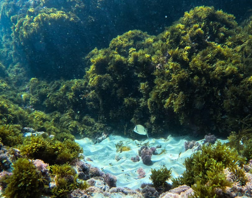 Nerja-Maro: Snorkeling & Sea Scooter Speedboat Trip - GoPro photos and videos: free souvenir with one small catch