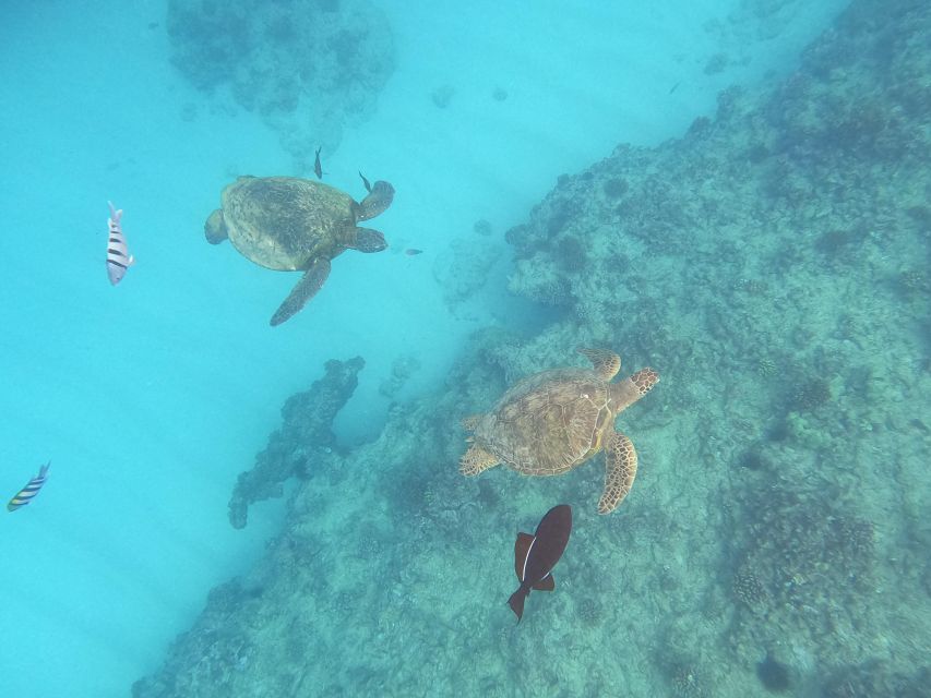 Oahu Snorkeling with Turtles, Water Scooter, Paddleboard - Waikiki Pickup and the Catamaran Cruise: The Pace in 2 Hours