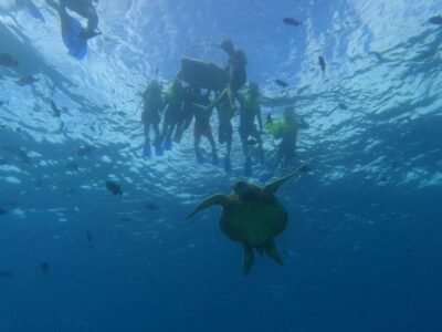 Oahu Snorkeling with Turtles, Water Scooter, Paddleboard - Snorkeling Setup: Gear You Get, and Tips That Make It Easier