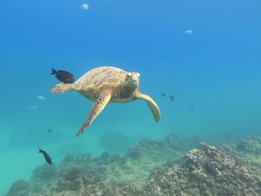 Oahu Snorkeling with Turtles, Water Scooter, Paddleboard - Photo Frame Keepsake and the GoPro Choice
