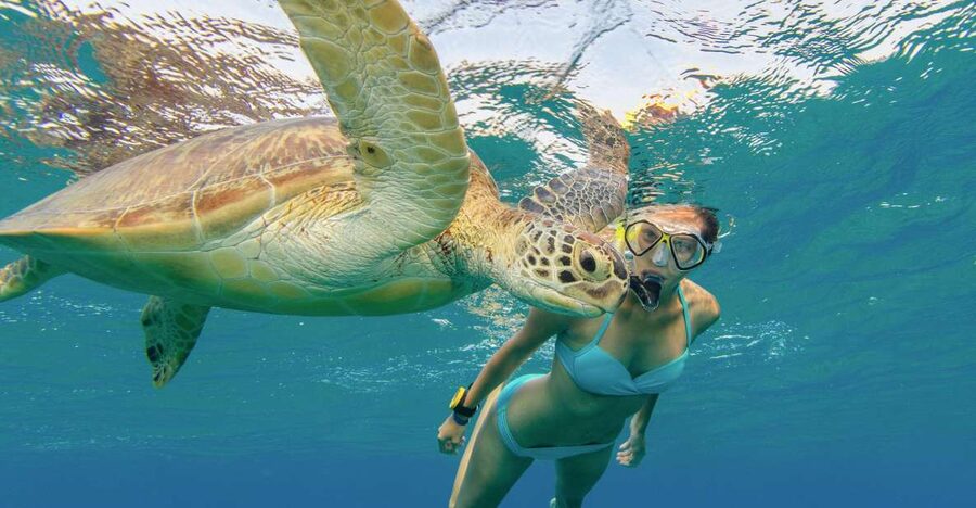 Oahu Snorkeling with Turtles, Water Scooter, Paddleboard - Price and Value at $120: Where It’s a Smart Buy (and Where It’s Not)