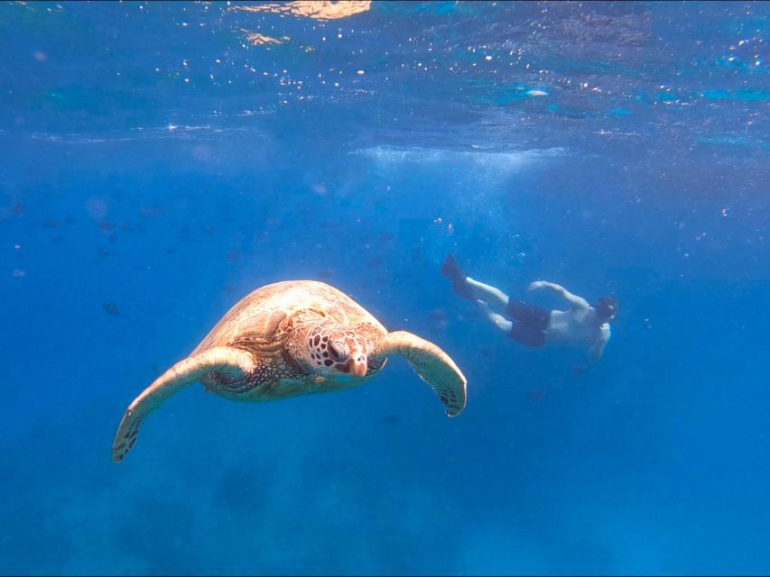 Oahu Snorkeling with Turtles, Water Scooter, Paddleboard - Who Should Book This Oahu Turtle Tour