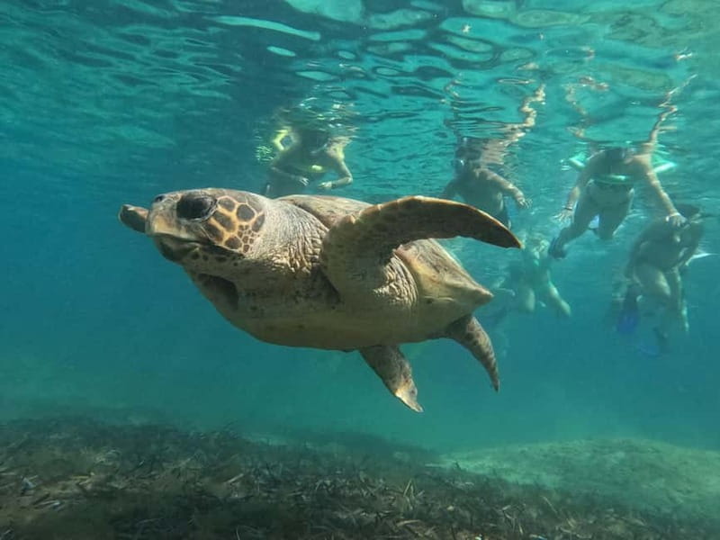 Paphos: Turtle-Watching Snorkeling Sea Scooter Trip - Turtle time: how you spot them without chasing