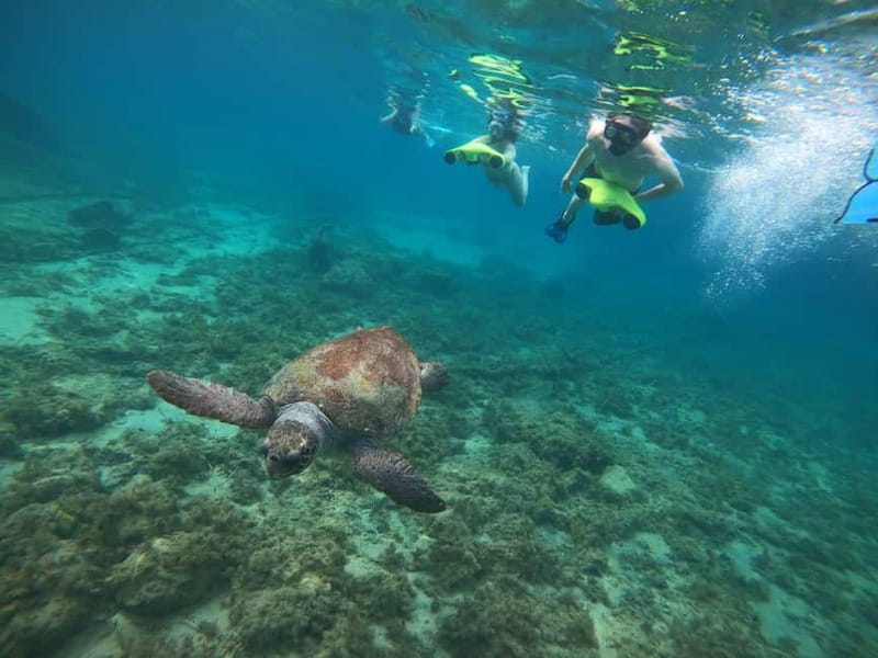 Paphos: Turtle-Watching Snorkeling Sea Scooter Trip - If you want the best shot at turtles, plan your timing
