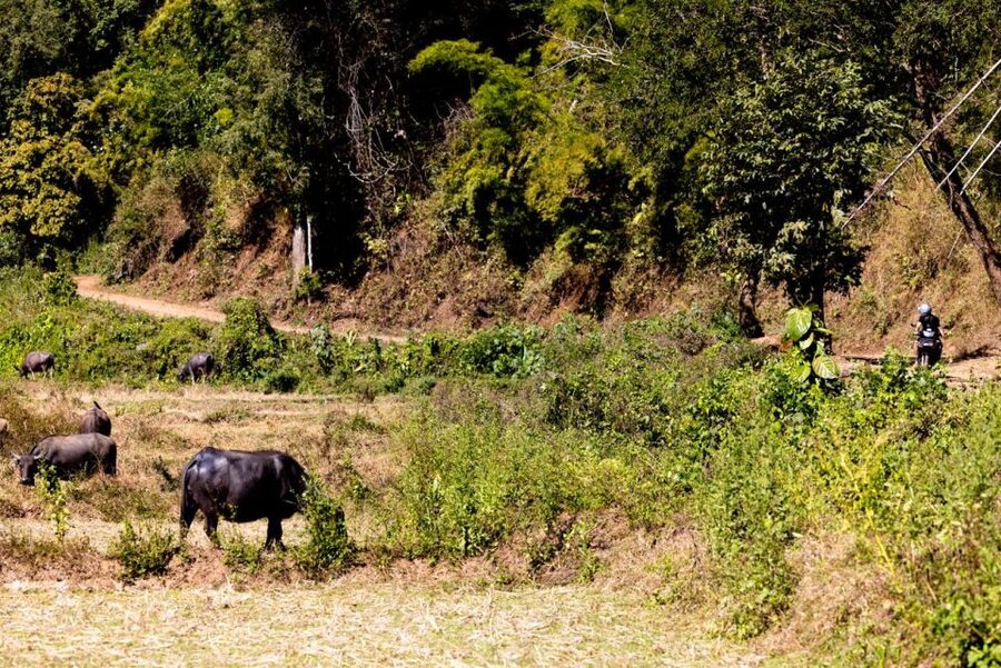Scooter Adventure incl Elephants, Cave - Elephant Lunch: Up Close, Touching, and Often Creek Time